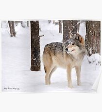 Timber Wolf Poster