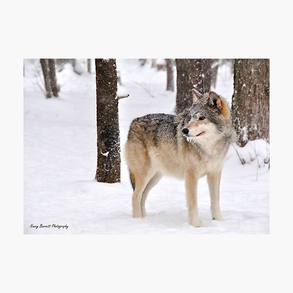 Timber Wolf Photographic Print