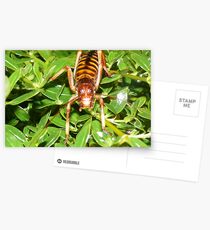Tree Weta Postcards