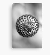 Asteraceae Leinwanddruck