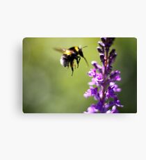 Bumble Canvas Print