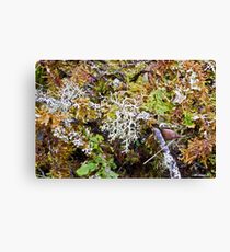 Lichen & Moss Profusion Leinwanddruck