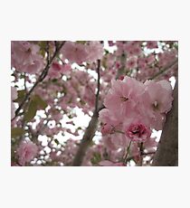 bloom Photographic Print