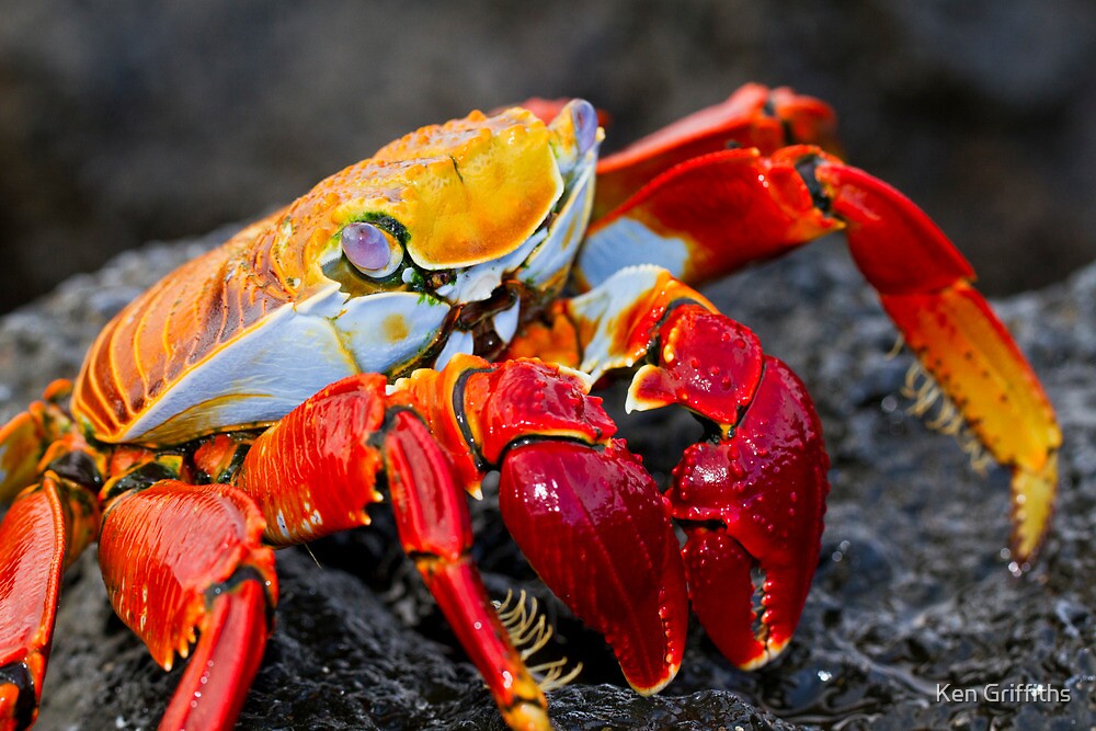 "Sally Lightfoot Crab" by Ken Griffiths | Redbubble