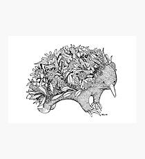 Botanical Echidna Photographic Print