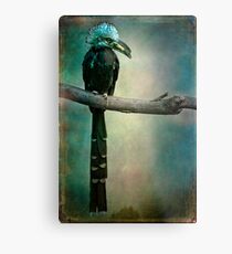 A West African White Crested Hornbill Portrait Metal Print