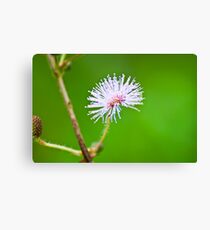 Spike Canvas Print