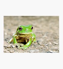 Litoria Caerula - Green tree frog on ground Fotodruck