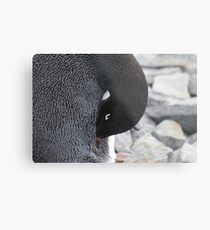 Adelie penguin Metal Print