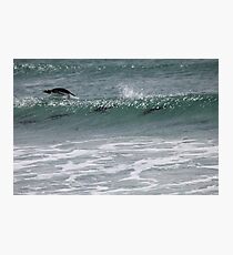 Gentoo penguins surfing Photographic Print