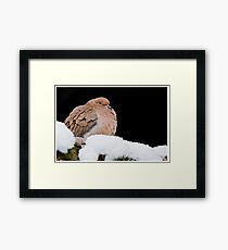 Mourning Dove Framed Print