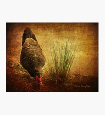 Muscovy Duck Photographic Print