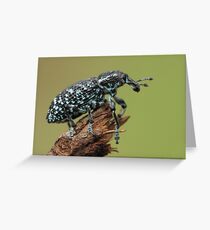 Botany Bay Weevil Greeting Card