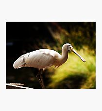 spoon bill Photographic Print
