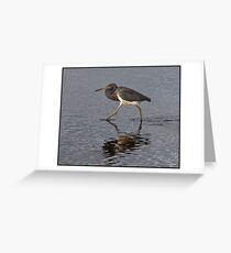 Bird Greeting Card