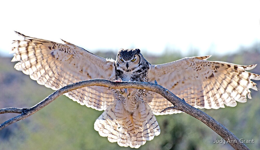 great horned owl wingspan