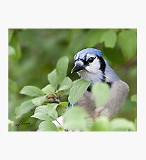Peek Of Blue, I See U Photographic Print