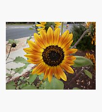 Orange floret Photographic Print