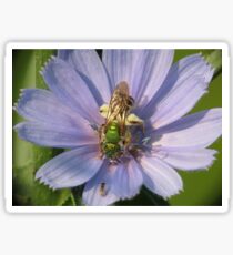 Green Metalic Bee and A Wee Friend on Chickory Flower Sticker