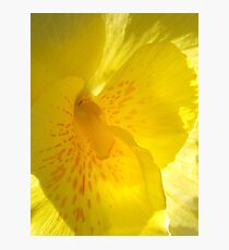 yellow flower Photographic Print