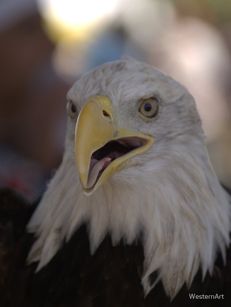 "Angel Bald Eagle 4 Iconic Native American Culture Lives On" by