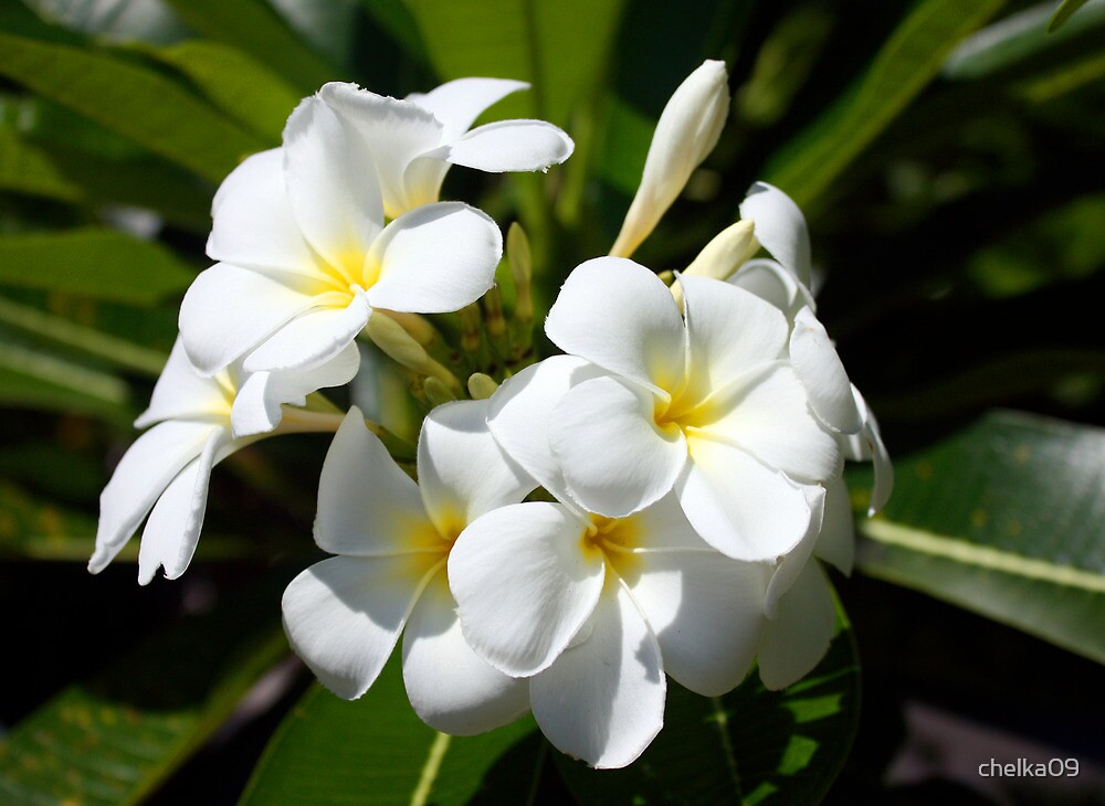 "frangipani flowers, fiji" by chelka09 Redbubble
