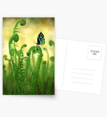 Schmetterling Postcards