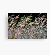 Reeds At Salthouse Marsh Canvas Print
