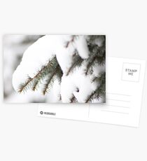 Branches of snow Postcards