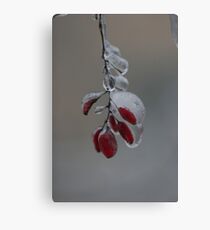 mountain ash Canvas Print