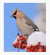 Bohemian Waxwing Photographic Print