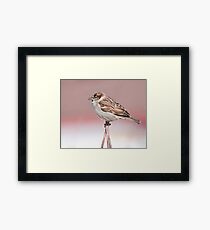 House Sparrow Framed Print