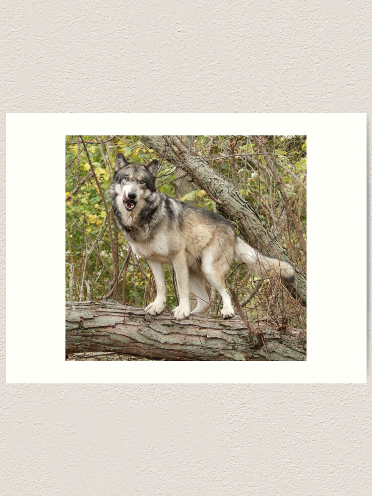 Alternate view of Ruedi the tree wolf Art Print