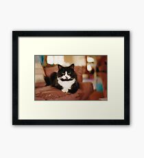 Miss Daisy Framed Print