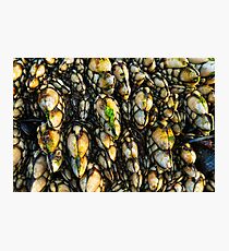 Leaf Barnacles Photographic Print