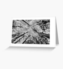The Sky and The Cypress Greeting Card