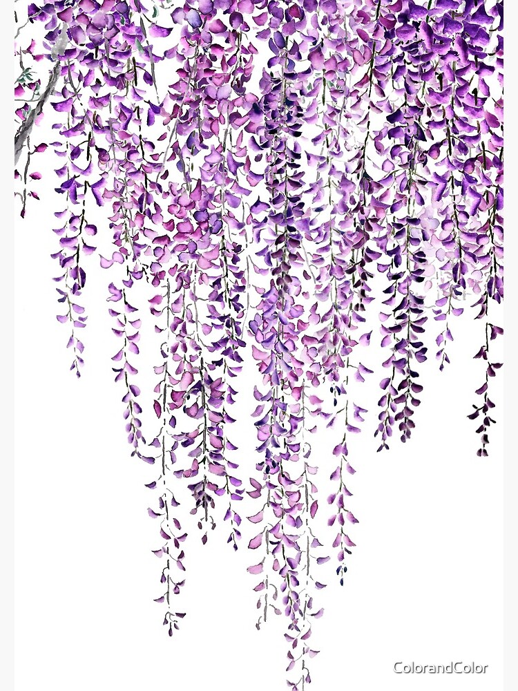 purple wisteria in bloom by ColorandColor