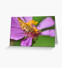 Whirlabout Skipper Butterfly Greeting Card