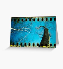 Walden Trees III - Concord , MA Greeting Card
