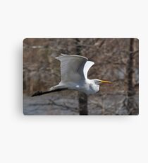 Great Egret Canvas Print