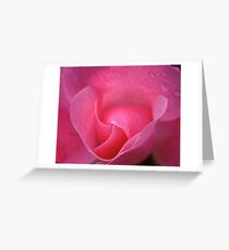 Pink Rose Greeting Card