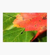 Fall Photographic Print