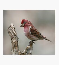Purple Finch on a log Photographic Print