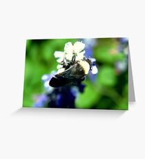 Wings folded Greeting Card