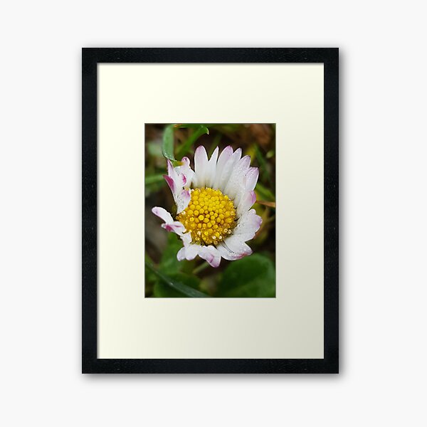 Daisy Framed Art Print