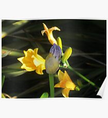 magical macro Poster