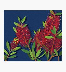 Red Bottlebrush Flowers Photographic Print