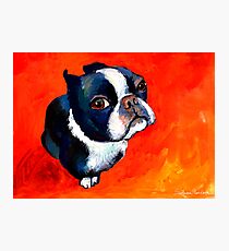 Boston Terrier dog #1 painting Svetlana Novikova Photographic Print