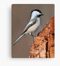 Black-Capped Chickadee Canvas Print