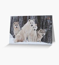 Arctic Wolf Pack Grußkarte